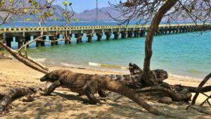 Labuan Bajo and the Wild Beauty of Indonesia’s Dragon Islands